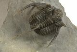 Detailed Spiny Cyphaspis Trilobite - Morocco #320859-3